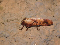 Enochletica ostentatrix
