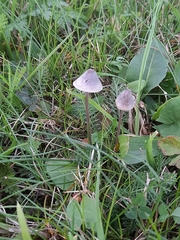 Mycena aetites