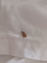 Harmonia quadripunctata