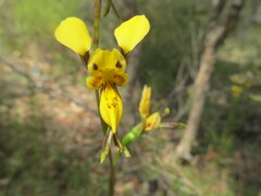 Diuris aurea
