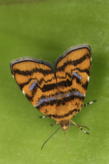 Choreutis