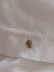 Harmonia quadripunctata