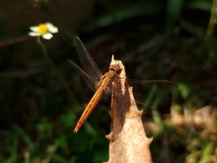 Crocothemis sanguinolenta