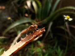 Crocothemis sanguinolenta
