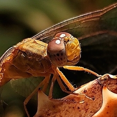 Crocothemis sanguinolenta