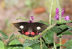 Parides sesostris