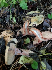 Lactarius sanguifluus