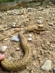 Malpolon monspessulanus