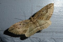 Austrocidaria gobiata