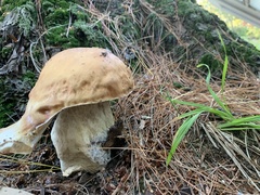 Boletus chippewaensis