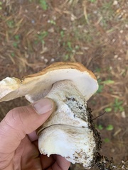 Boletus chippewaensis
