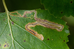 Stigmella lapponica