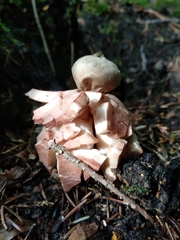 Geastrum rufescens