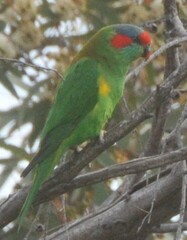 Glossopsitta concinna