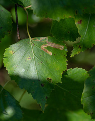 Stigmella lapponica