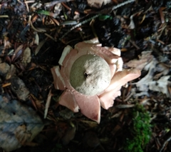 Geastrum rufescens
