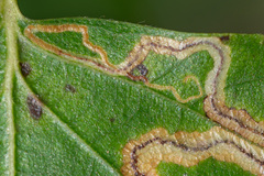 Stigmella lapponica