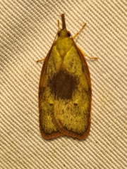 Enchocrates glaucopis
