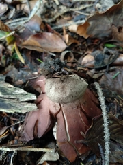 Geastrum rufescens