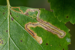 Stigmella lapponica