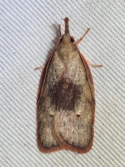 Enchocrates glaucopis
