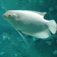 Osphronemus goramy