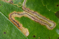 Stigmella lapponica