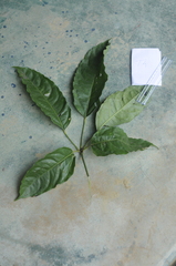 Schefflera