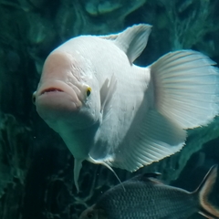Osphronemus goramy