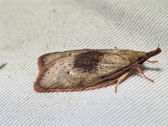 Enchocrates glaucopis