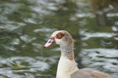 Alopochen aegyptiaca