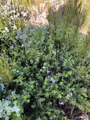 Chaenostoma hispidum