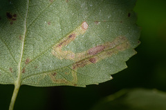 Stigmella lapponica