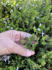 Chaenostoma hispidum