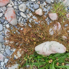 Epilobium brunnescens
