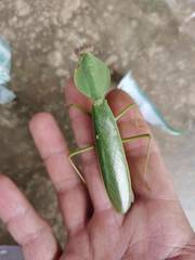 Rhombodera valida