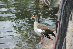 Alopochen aegyptiaca