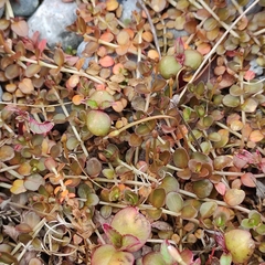 Epilobium brunnescens