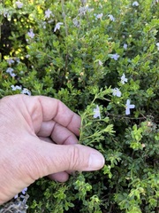 Chaenostoma hispidum