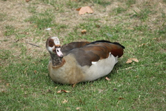 Alopochen aegyptiaca