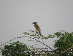 Lanius isabellinus