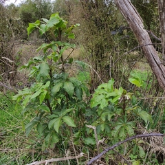 Schefflera digitata