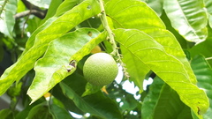 Pometia pinnata