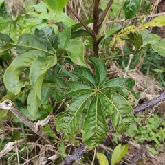 Schefflera digitata