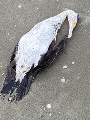 Phalacrocorax varius
