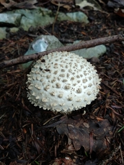 Amanita echinocephala