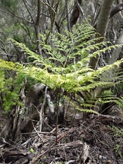 Davallia canariensis
