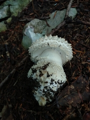 Amanita echinocephala