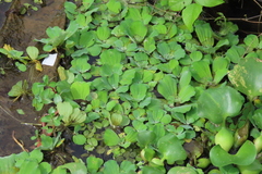 Pistia stratiotes