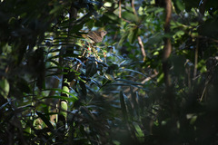 Sphecotheres vieilloti